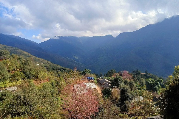 Son La: Say dam voi sac hoa To Day bung no long lay tren nui doi Nam Nghiep-Hinh-7