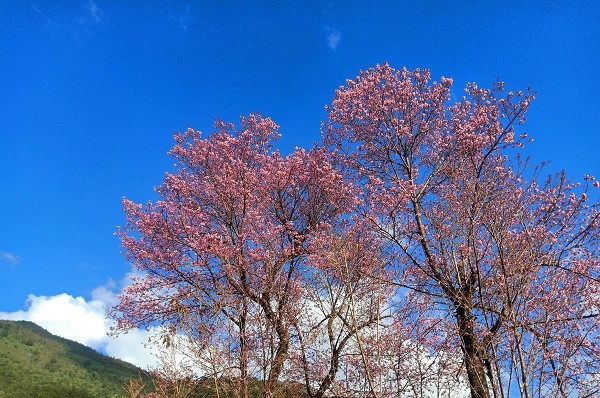 Son La: Say dam voi sac hoa To Day bung no long lay tren nui doi Nam Nghiep-Hinh-2