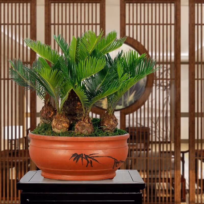 Cay canh song toi nghin nam, cuc tot cho phong thuy gia dinh-Hinh-13