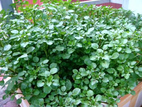 Đặc biệt, sóng wifi còn ảnh hưởng tới sự tăng trưởng bình thường của cơ thể sống. Một nhóm học sinh Đan Mạch đã thực hiện một nghiệm trên vườn cải xoong để kiểm tra tác động của các bộ định tuyến wifi không dây.