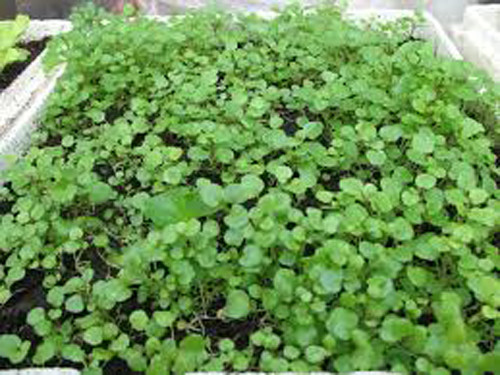 Ở đó, người ta trồng một luống cải xoong trong một phòng không có sóng bức xạ wifi và một luống khác được trồng cạnh hai thiết bị định tuyến có phát hành một lượng bức xạ tương đương với một điện thoại di động. Kết quả cho thấy những loài thực vật trồng gần với bức xạ nhất không có sự tăng trưởng.