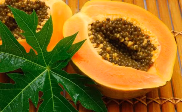 Mỗi ngày bạn chỉ cần sử dụng một muỗng cà phê hạt đu đủ là có thể nhận được tác dụng này.