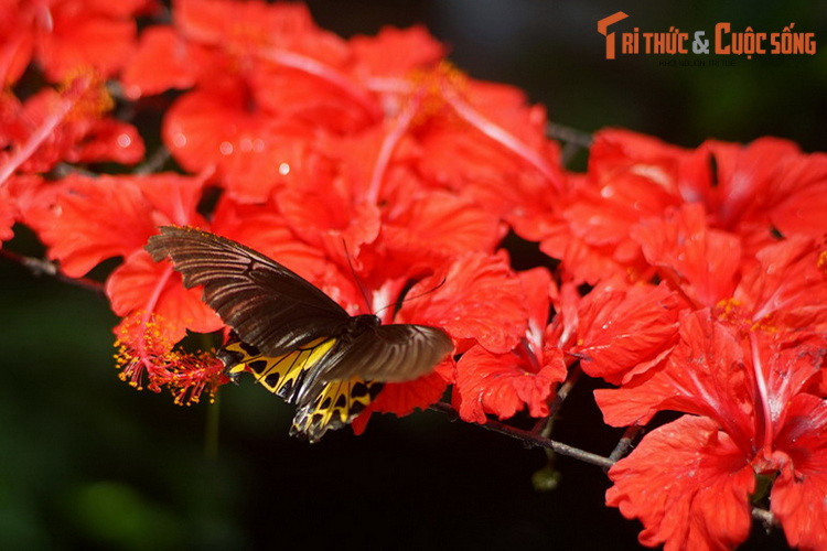 Được nuôi dưỡng trong điều kiện tương tự như ngoài thiên nhiên, các loài bướm ở Entopia sinh trưởng và phát triển tốt. Đây là thành tựu lớn trong nỗ lực bảo tồn các loài bướm quý hiếm đang suy giảm số lượng trong tự nhiên do bị săn bắt và mất môi trường sống.