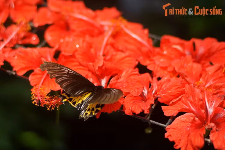 Được nuôi dưỡng trong điều kiện tương tự như ngoài thiên nhiên, các loài bướm ở Entopia sinh trưởng và phát triển tốt. Đây là thành tựu lớn trong nỗ lực bảo tồn các loài bướm quý hiếm đang suy giảm số lượng trong tự nhiên do bị săn bắt và mất môi trường sống.