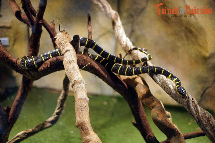 Hấp dẫn không kém là khu nuôi bò sát, lưỡng cư, với sự hiện diện của nhiều loài trăn, rắn, ếch nhái độc đáo.