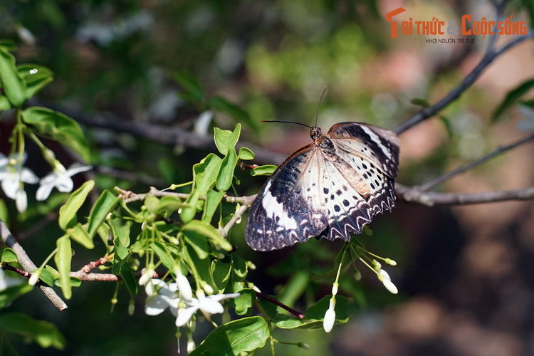 Theo thống kê, trang trại Entopia là nơi cư trú của hàng nghìn con bướm thuộc 120 loài bướm bản địa khác nhau của Malaysia.