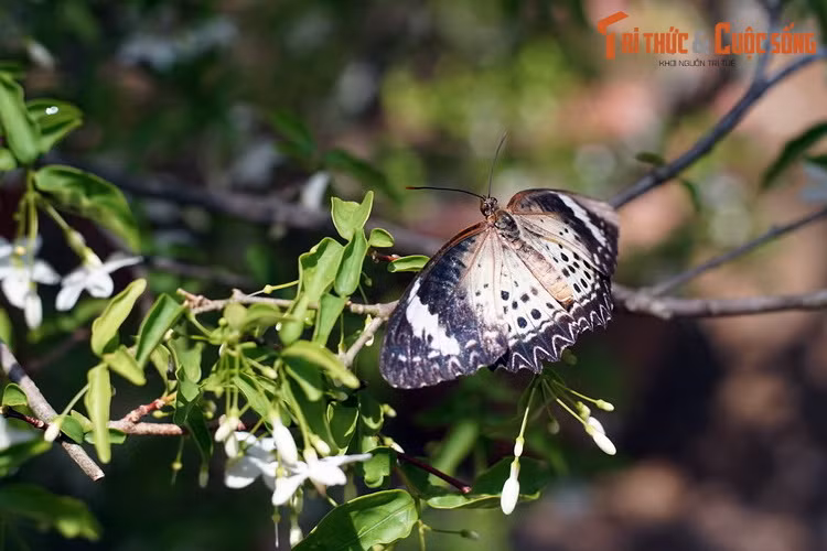 Theo thống kê, trang trại Entopia là nơi cư trú của hàng nghìn con bướm thuộc 120 loài bướm bản địa khác nhau của Malaysia.