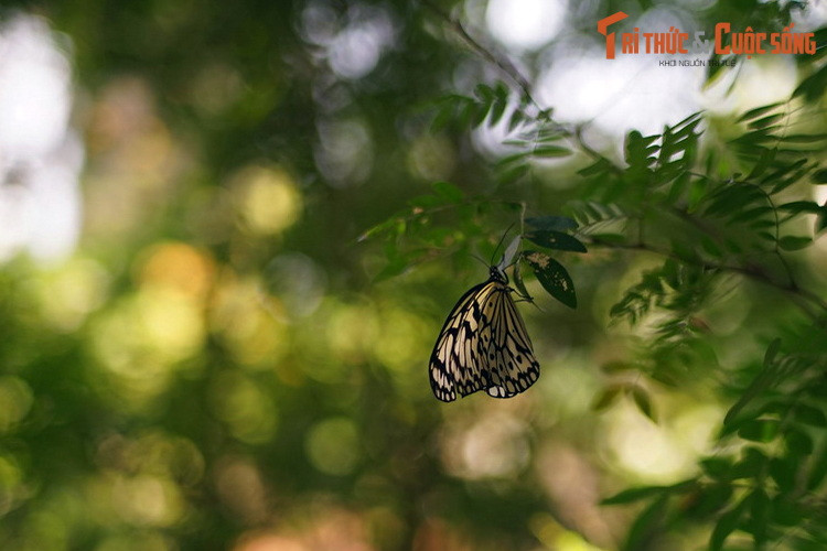 Bất cứ nơi đâu trong trang trại, du khách đều có có thể bắt gặp những cánh bướm muôn màu, đẹp như những tác phẩm nghệ thuật của tạo hóa.