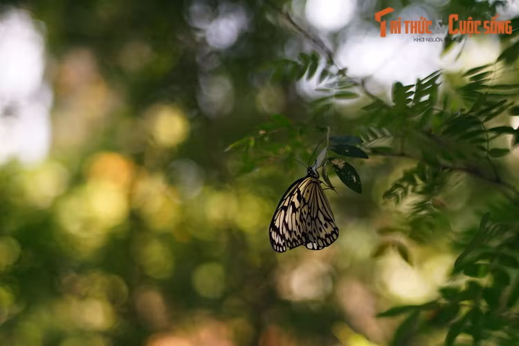 Bất cứ nơi đâu trong trang trại, du khách đều có có thể bắt gặp những cánh bướm muôn màu, đẹp như những tác phẩm nghệ thuật của tạo hóa.