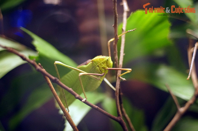 Ngoài khu vườn bướm ngoài trời, trang trại bướm Entopia còn có một khu nuôi côn trùng trong nhà, nơi trưng bày bộ sưu tập sống động các loài côn trùng bản địa của Malaysia.