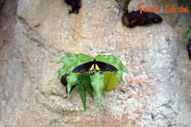 Trong các loài bướm được ghi nhận ở trang trại, có nhiều loài bướm quý hiếm và nguy cơ tuyệt chủng cao như loài bướm cánh vàng, bướm Brooke Rajah.