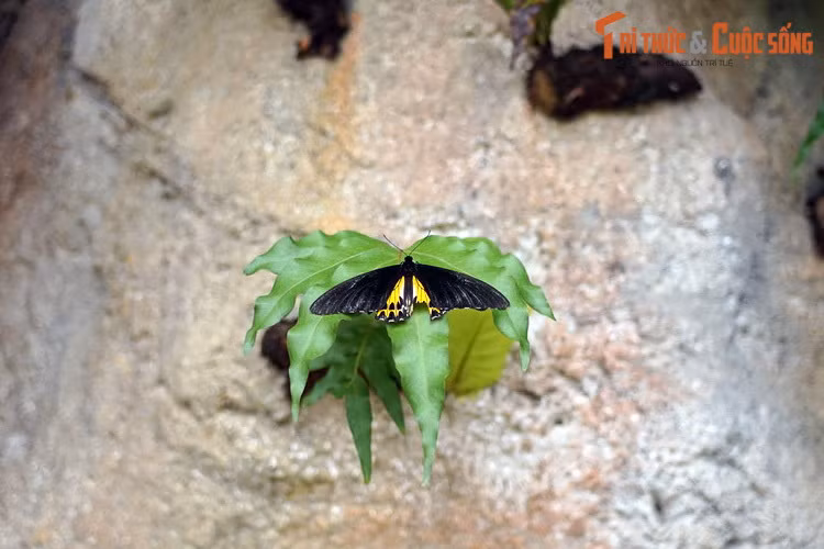 Trong các loài bướm được ghi nhận ở trang trại, có nhiều loài bướm quý hiếm và nguy cơ tuyệt chủng cao như loài bướm cánh vàng, bướm Brooke Rajah.