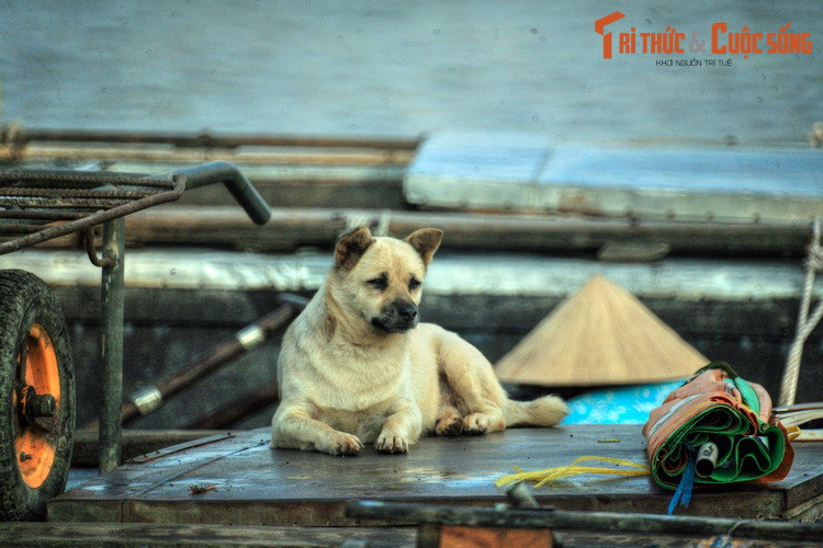 Đến với chợ nổi Ba Ngàn, bên cạnh cảnh buôn bán náo nhiệt, du khách còn có thể cảm nhận cuộc sống trên sông nước của người dân miền Tây, nơi mỗi chiếc ghe là một mái nhà...