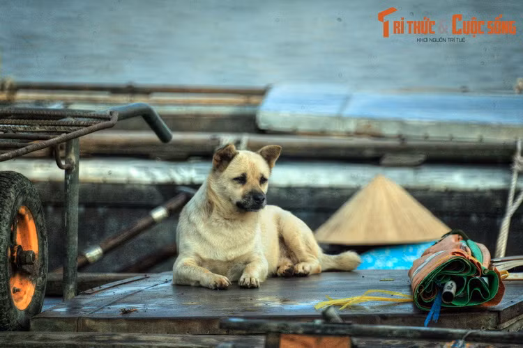 Đến với chợ nổi Ba Ngàn, bên cạnh cảnh buôn bán náo nhiệt, du khách còn có thể cảm nhận cuộc sống trên sông nước của người dân miền Tây, nơi mỗi chiếc ghe là một mái nhà...