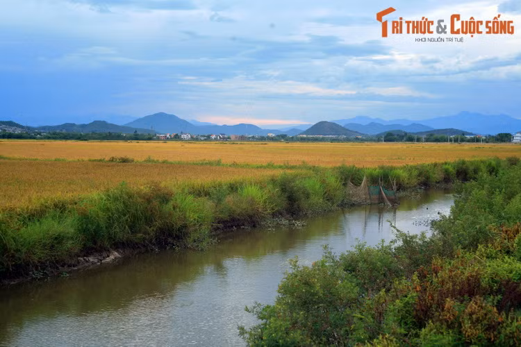 Cảnh đồng quê thanh bình ở thị xã Hương Thủy.