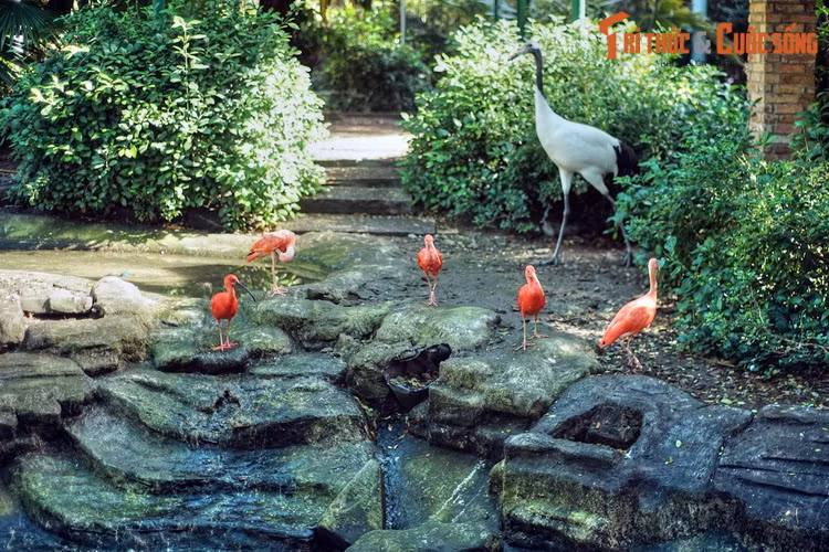 Cò quăm đỏ nổi bần bật giữa màu xám của đất và màu xanh của cỏ cây. Đến từ Nam Mỹ, chúng là loài chim lội nước có màu thuần đỏ duy nhất trên thế giới.