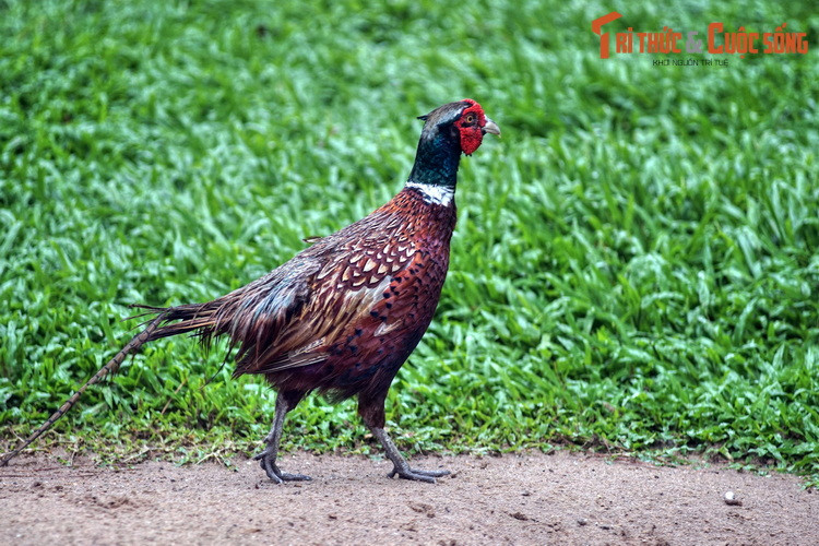 Trĩ đỏ khoang cổ là một loài chim đẹp, xuất hiện ở các khu rừng trên cả ba miền Bắc Trung Nam. Rất dễ nuôi, loài chim này đã được nhân giống trên quy mô lớn ở các trang trại.