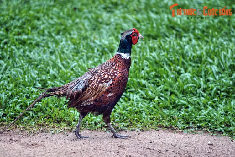 Trĩ đỏ khoang cổ là một loài chim đẹp, xuất hiện ở các khu rừng trên cả ba miền Bắc Trung Nam. Rất dễ nuôi, loài chim này đã được nhân giống trên quy mô lớn ở các trang trại.