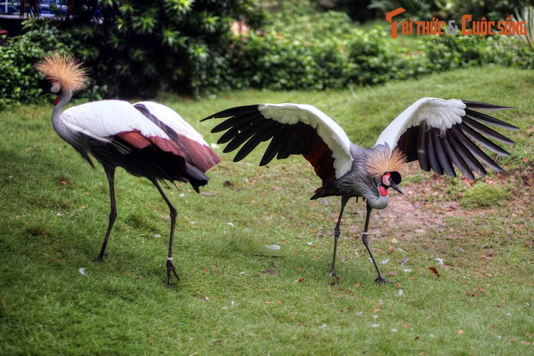 Sếu vương miện là loài chim thu hút sự chú ý đặc biệt ở vườn Hồng Hạc. Chúng phân bố ở châu Phi, được nhận dạng nhờ mào lông xù ra trên đầu rất bắt mắt.