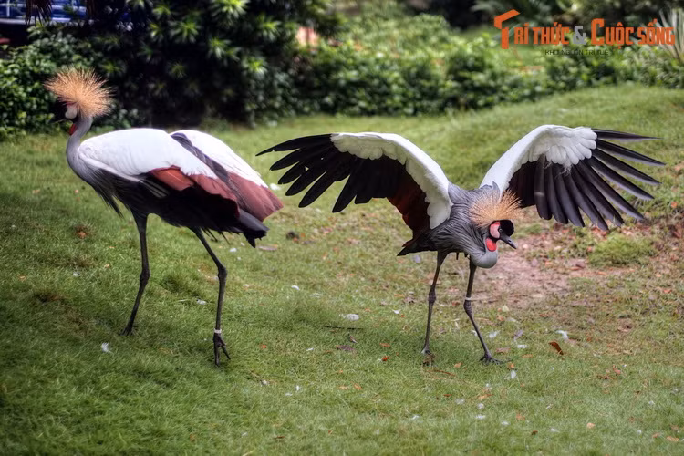 Sếu vương miện là loài chim thu hút sự chú ý đặc biệt ở vườn Hồng Hạc. Chúng phân bố ở châu Phi, được nhận dạng nhờ mào lông xù ra trên đầu rất bắt mắt.