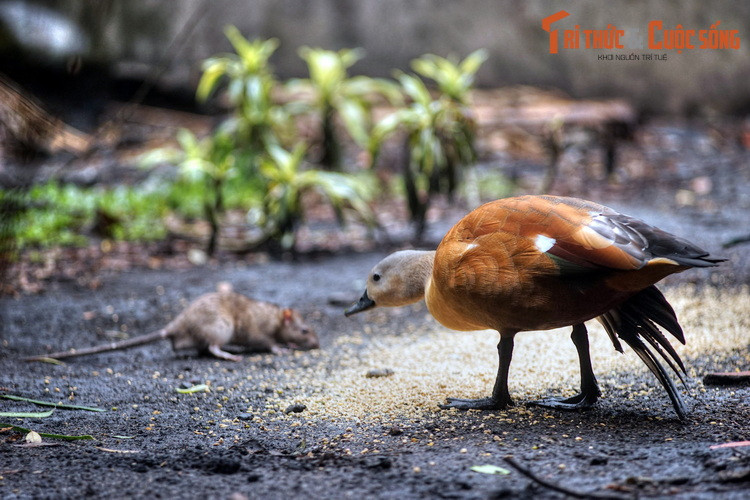 Chim le nâu, loài vịt hoang dã định cư tương đối phổ biến tại các vùng đất ngập nước ở Việt Nam, đang thưởng thức bữa ăn cùng chuột cống.