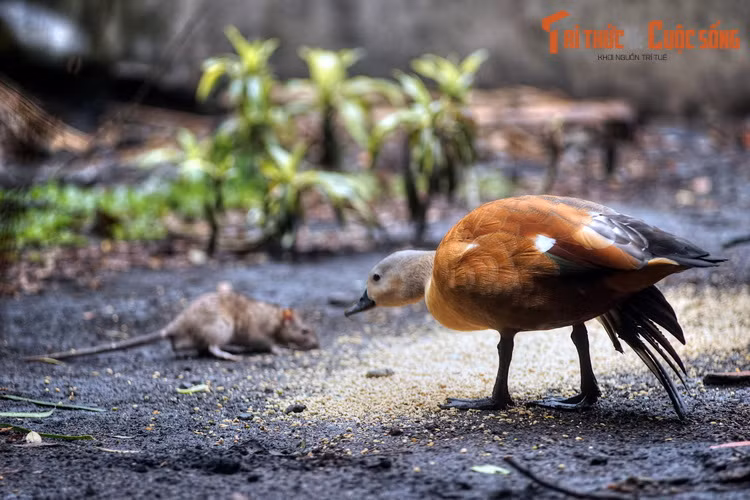 Chim le nâu, loài vịt hoang dã định cư tương đối phổ biến tại các vùng đất ngập nước ở Việt Nam, đang thưởng thức bữa ăn cùng chuột cống.
