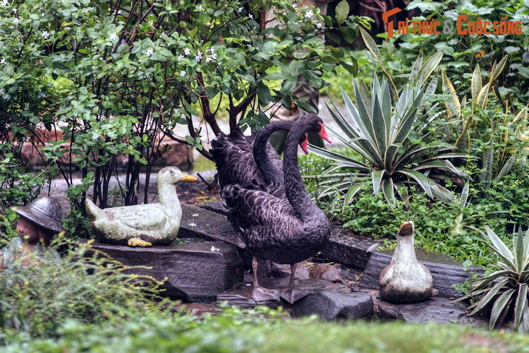 Thiên nga đen, loài thiên nga đặc hữu của châu Úc cũng góp mặt tại vườn Hồng Hạc.