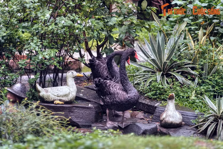 Thiên nga đen, loài thiên nga đặc hữu của châu Úc cũng góp mặt tại vườn Hồng Hạc.