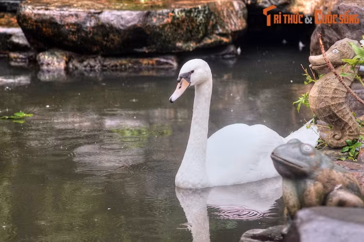 Thiên nga trắng, loài chim nổi tiếng thế giới vì vẻ ngoài duyên dáng, đã trở thành hình ảnh quen thuộc trong nhiều tác phẩm nghệ thuật.