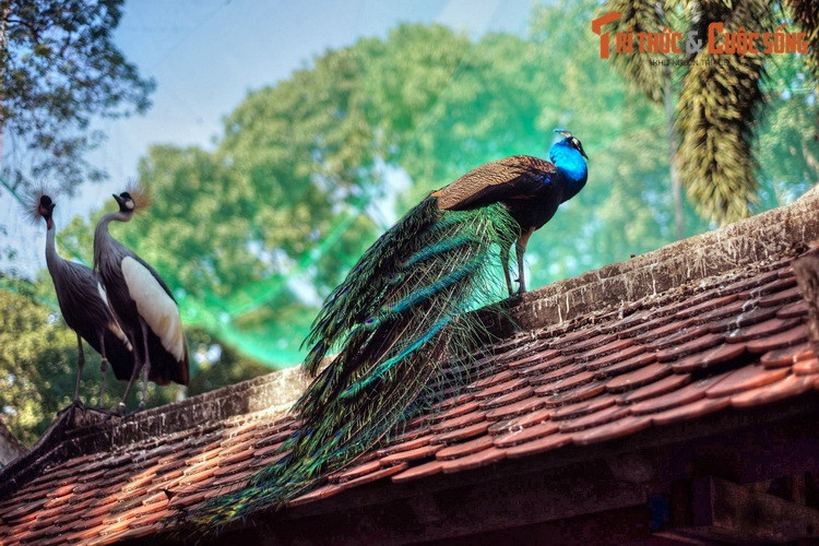 Các loài chim chung sống với nhau rất hòa thuận trong khu vườn chim của Thảo Cầm Viên.