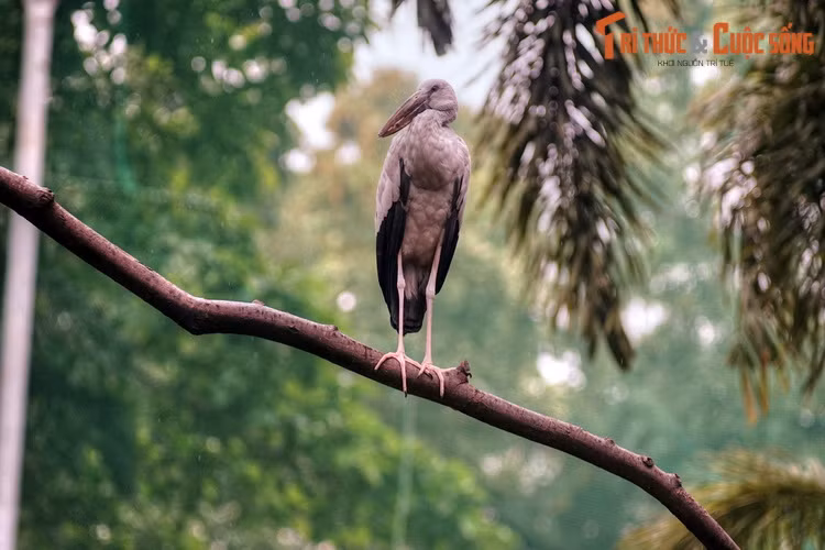 Dáng đứng oai vệ của cò nhạn trên cành cây. Đây là loài chim quen thuộc ở các vườn chim khu vực Nam Bộ.