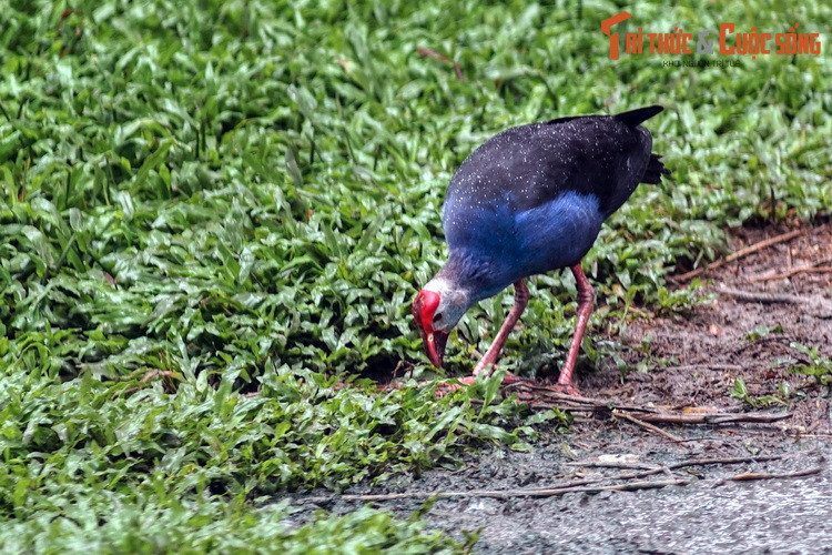 Chim xít, loài chim được nhắc đến trong câu hát "một bầy tang tình con xít" thoải mái kiếm ăn trong vườn. Đây là loài chim thường gặp trên đồng ruộng Việt Nam, còn có tên gọi khác là trích cồ, công nước.
