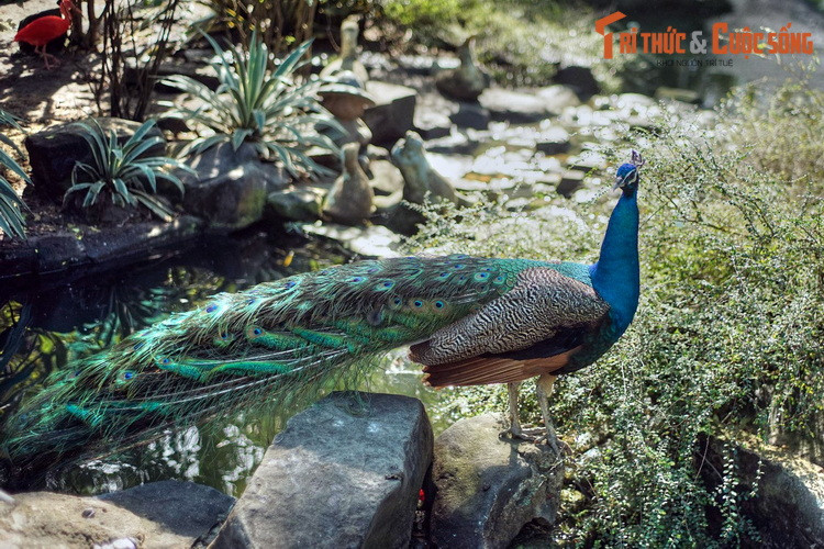 Gây ấn tượng không kém là những chú chim công với bộ cánh xanh biếc lộng lẫy. Loài chim họ trĩ này sinh sống ở rừng nhiệt đới Đông Nam Á và phía Nam Trung Quốc, trong đó có Việt Nam.