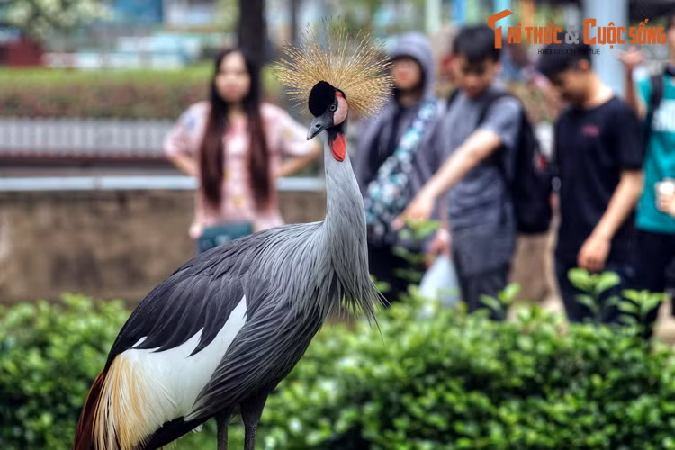Khu vườn chim giữa lòng thành phố này quy tụ hơn chục loài chim khác nhau. Chúng được tự do sinh sống, bay lượn trong một không gian thoáng đãng, gần với điều kiện tự nhiên.