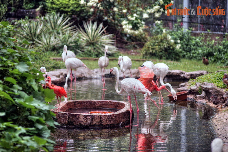 Chim hồng hạc được coi là "linh vật" của khu vườn. Đây là loài chim lội nước có thân hình thanh thoát, màu lông hồng quyến rũ. Chúng sống theo đàn lớn, phân bố ở nhiều vùng ngập nước trên thế giới.