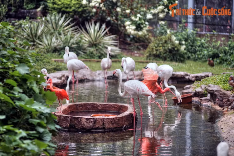 Chim hồng hạc được coi là "linh vật" của khu vườn. Đây là loài chim lội nước có thân hình thanh thoát, màu lông hồng quyến rũ. Chúng sống theo đàn lớn, phân bố ở nhiều vùng ngập nước trên thế giới.