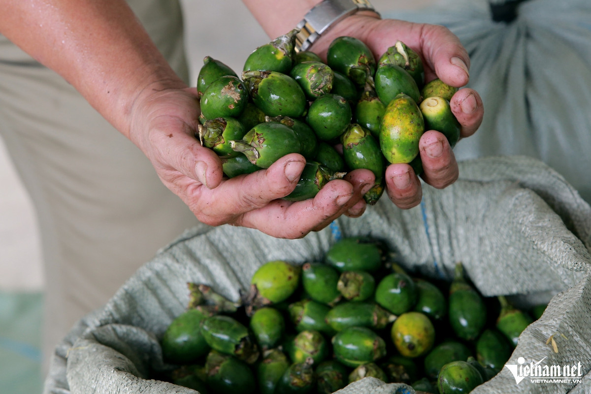 Giải mã biến động giá cau xuất khẩu sang Trung Quốc Giai ma bien dong gia cau xuat khau sang Trung Quoc