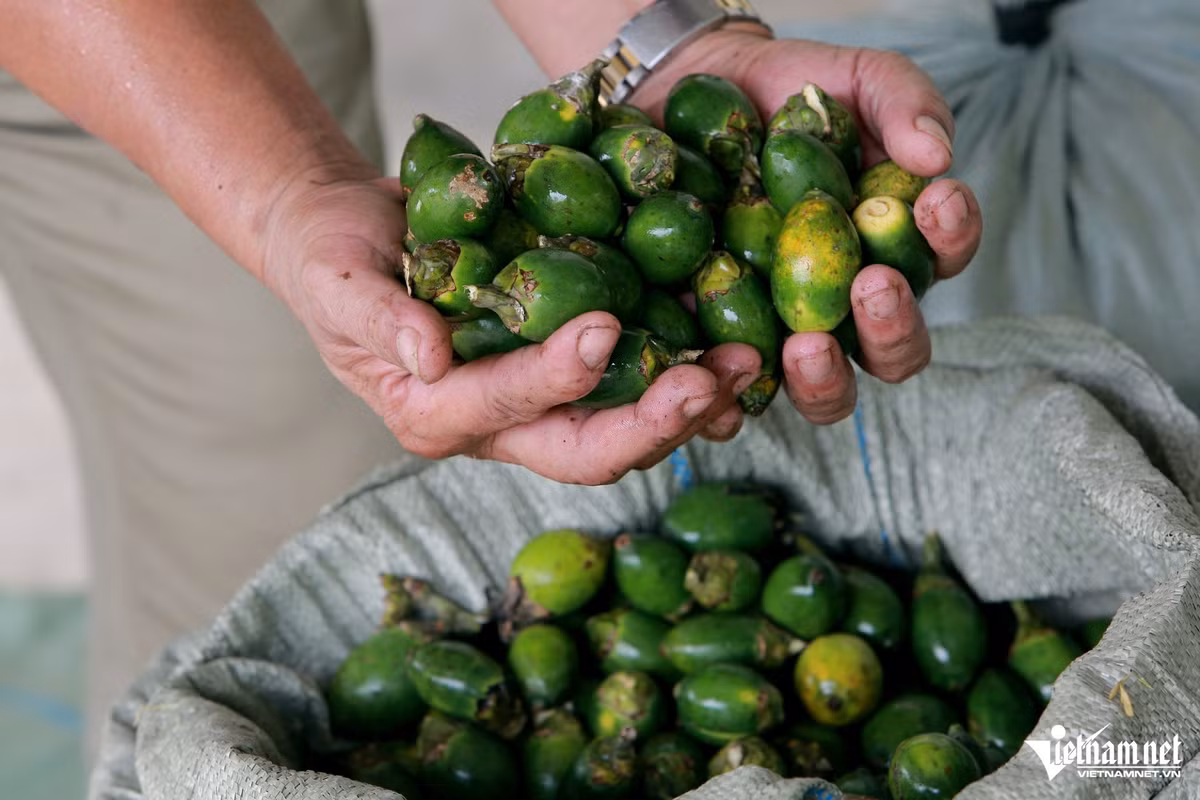 Giải mã biến động giá cau xuất khẩu sang Trung Quốc Giai ma bien dong gia cau xuat khau sang Trung Quoc