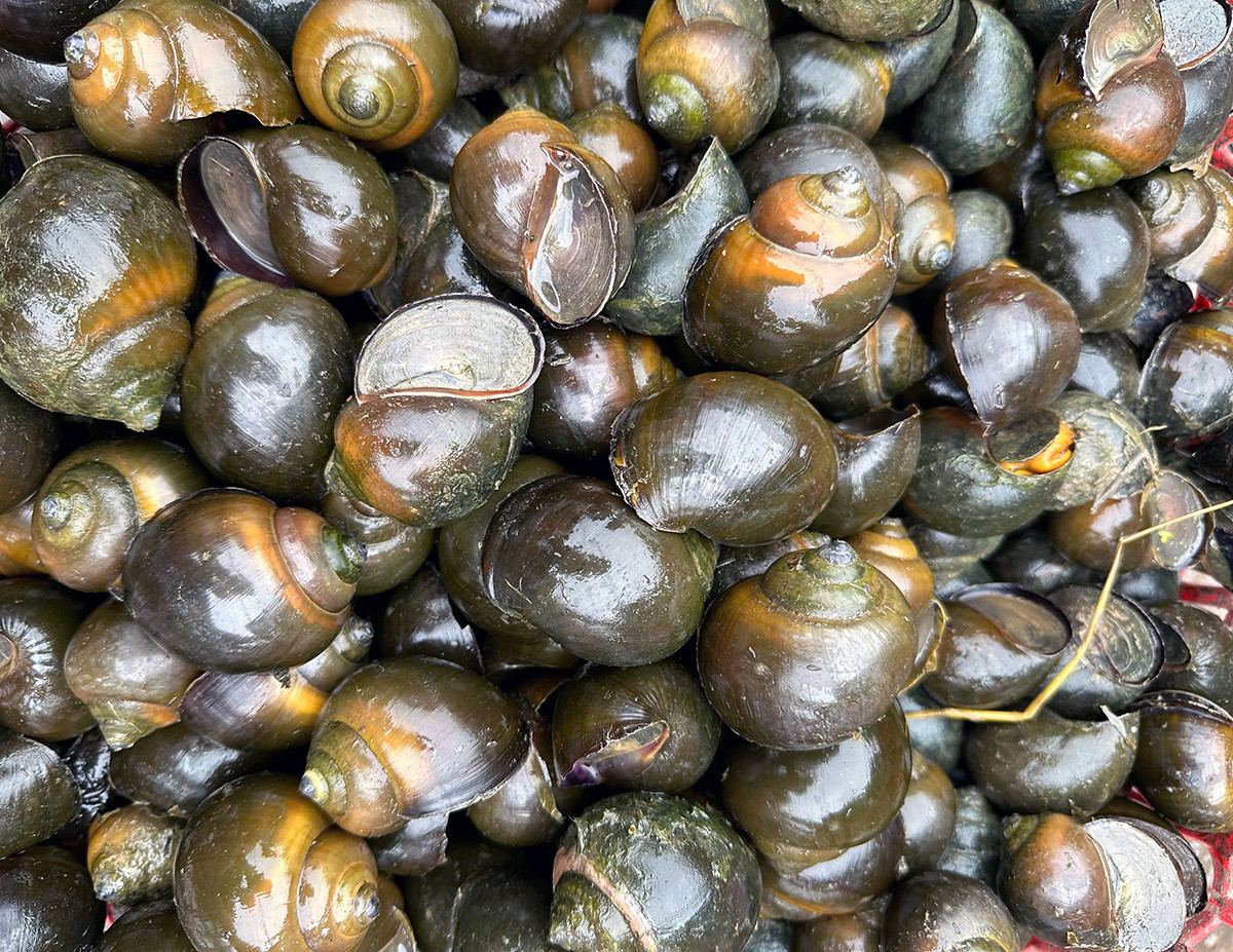 Chàng trai miền Tây phát tài nhờ nuôi ốc trong vườn sầu riêng - Hình 5 Chang trai mien Tay phat tai nho nuoi oc trong vuon sau rieng-Hinh-5