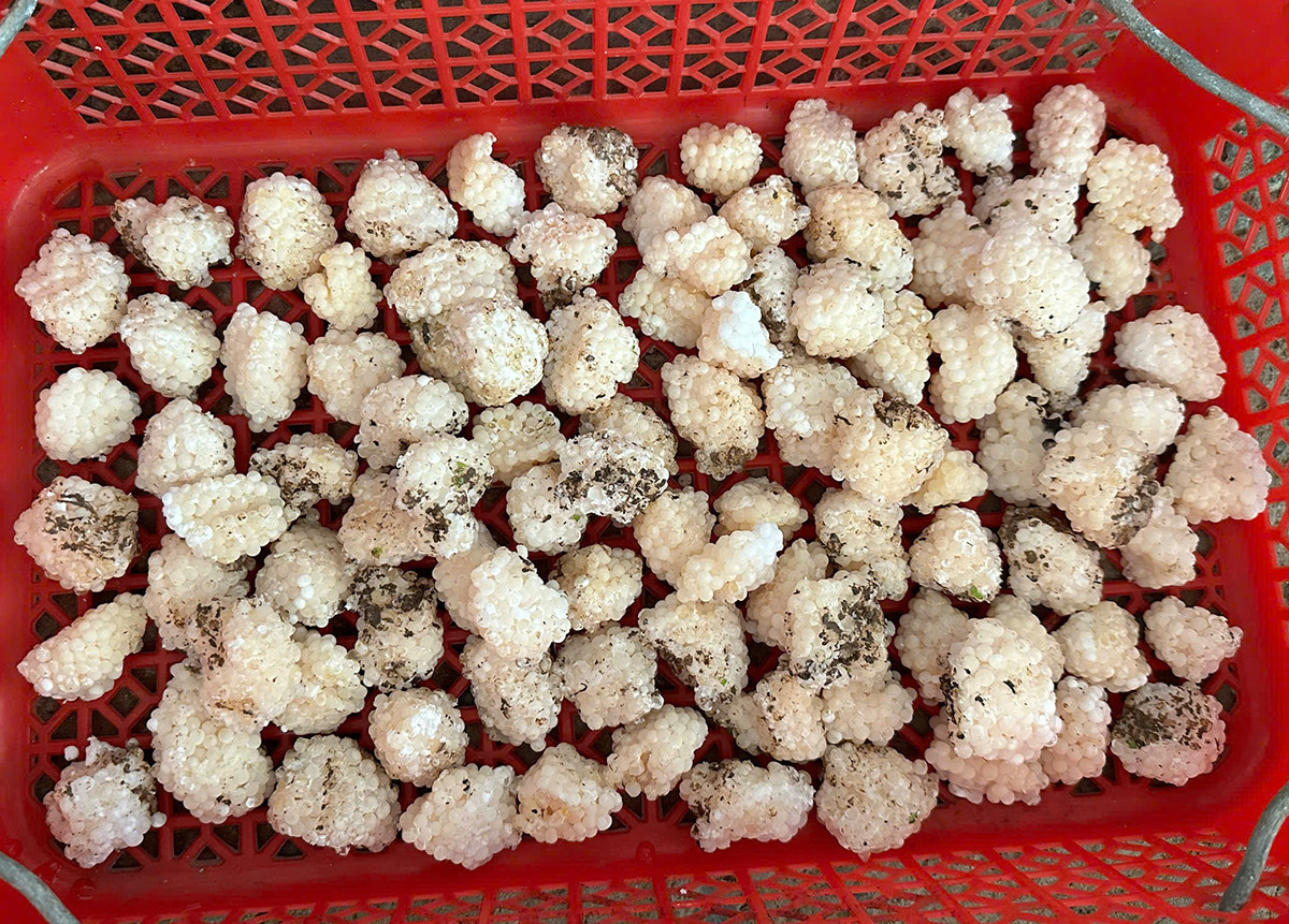 Chàng trai miền Tây phát tài nhờ nuôi ốc trong vườn sầu riêng - Hình 6 Chang trai mien Tay phat tai nho nuoi oc trong vuon sau rieng-Hinh-6