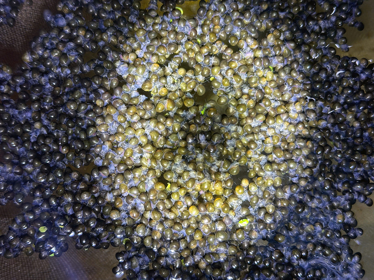 Chàng trai miền Tây phát tài nhờ nuôi ốc trong vườn sầu riêng - Hình 3 Chang trai mien Tay phat tai nho nuoi oc trong vuon sau rieng-Hinh-3