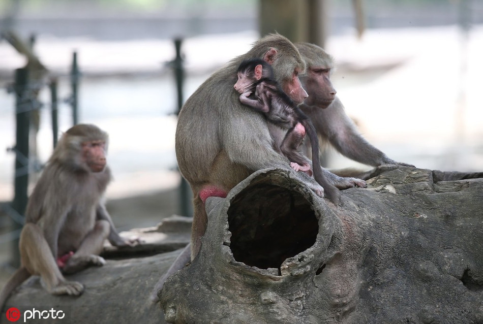 Ngoài sữa mẹ, ba con khỉ đầu chó con còn được các nhân viên vườn thú chăm sóc đặc biệt. Chúng được cho ăn thêm cỏ, rễ, thằn lằn, côn trùng.