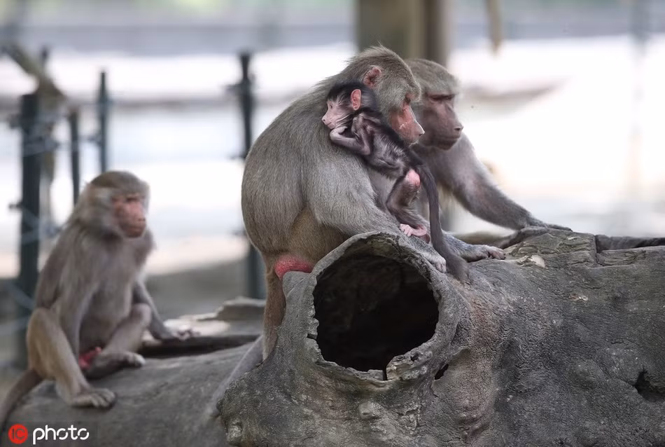 Ngoài sữa mẹ, ba con khỉ đầu chó con còn được các nhân viên vườn thú chăm sóc đặc biệt. Chúng được cho ăn thêm cỏ, rễ, thằn lằn, côn trùng.