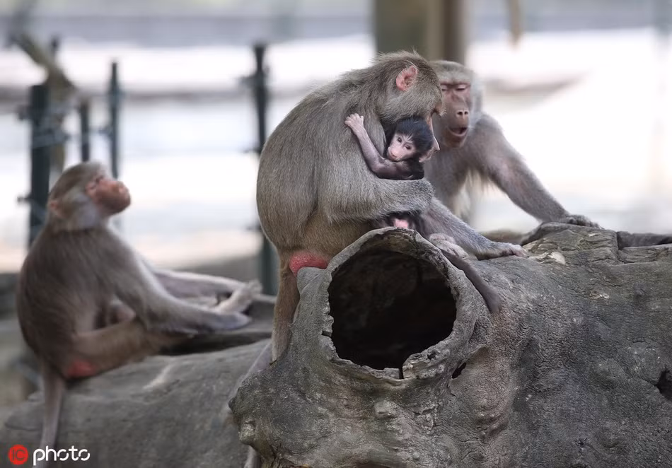 Có lẽ vì vậy mà khỉ đầu chó con vô cùng bám mẹ, không gần gũi các thành viên khác trong đàn, đặc biệt là những con đực.