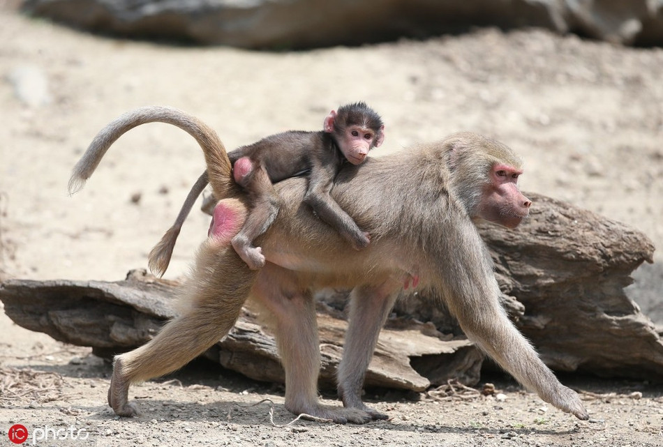 Theo tìm hiểu, khỉ đầu chó được coi là loài khỉ linh thiêng ở Ai Cập cổ đại. Chúng cũng được đánh giá là một trong những loài động vật hung dữ nhất với răng nanh sắc như dao cạo.