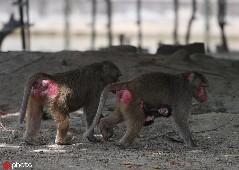 Trong khi đó, những con cái phụ thuộc nhiều vào con đực và sẽ tuân theo mọi sự sai khiến của con đực. Thậm chí chúng có thể con đực đánh đập chỉ vì mắc những lỗi nhỏ.