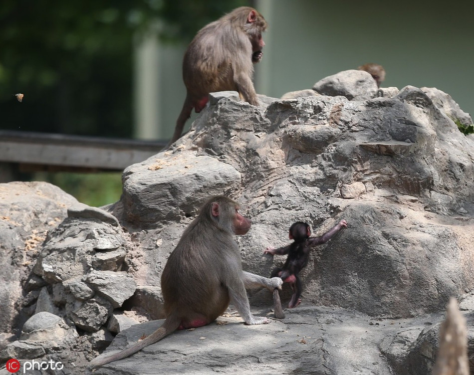 Khi nhìn thấy các du khách và nhiếp ảnh gia chụp ảnh, những con khỉ đầu chó con cũng lộ rõ vẻ cảnh giác, sợ sệt, bám mẹ chặt hơn nữa.