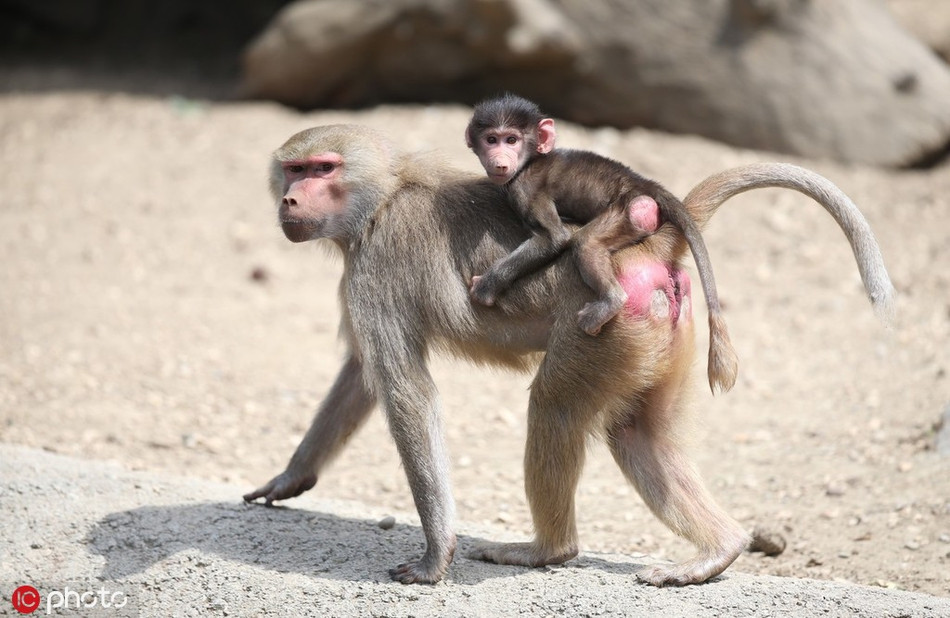 Theo các nhân viên vườn thú, kể từ khi ra đời, cả ba con khỉ đầu chó con đều rất bám mẹ.