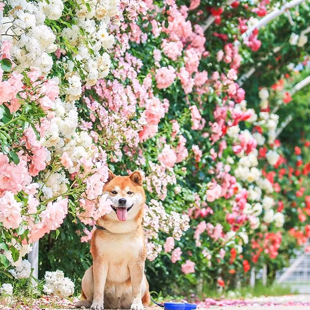 Hachi đọ sắc với dàn hồng leo tuyệt đẹp.