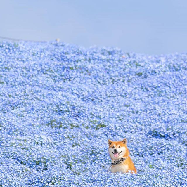 Hachi khiến nhiều người phải ngưỡng mộ với gương mặt "không góc chết" và những bức ảnh long lanh bên biển hoa tuyệt đẹp.